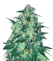 Jekyll Passion feminized seeds