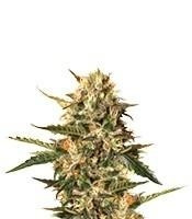 Mother Gorilla (Royal Madre) (RQS) Cannabis-Samen