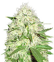 Sumo's Big Bud (Sumo Seeds) Cannabis-Samen