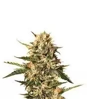 Mother Gorilla (Royal Madre) feminized seeds