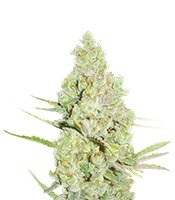 1024 feminized seeds