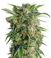 Buy Auto Euforia feminized seeds by Dutch Passion - Herbies