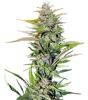 Black Jack F1 Fast Version feminized seeds