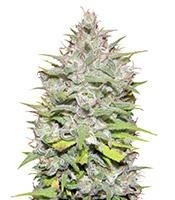 Crystal Candy Auto (Sweet Seeds) Cannabis-Samen