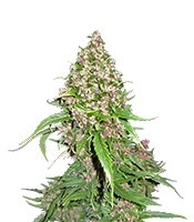 Frisian Duck feminized seeds