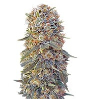 Sweet Critical feminized seeds