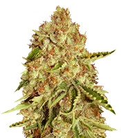 LA Ultra feminized seeds