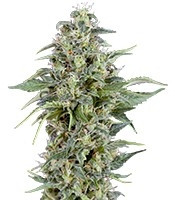 Auto Kryptonite feminized seeds