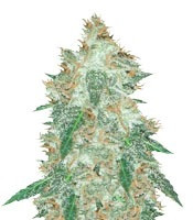 Jumping Black Dash Auto feminized seeds