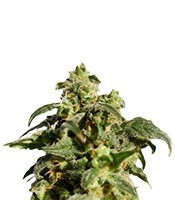 Power Skunk Max Auto feminized seeds