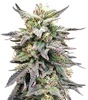 Dieseltonic feminized seeds