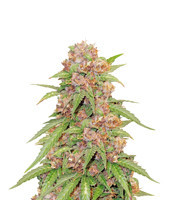 Godzilla Cookies Auto strain